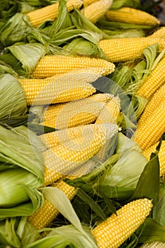 Corn