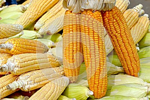 Corn