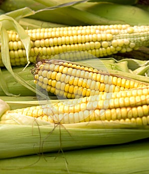 Corn