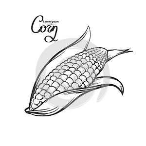 Corn