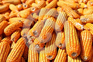 Corn