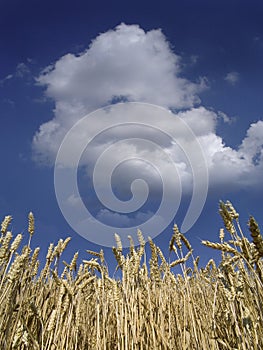 Corn against the sky