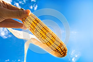 Corn against the sky