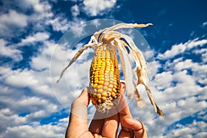 Corn against the sky