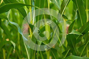 Corn agricultural field close up Summer harves season