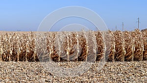 Corn in agricultural field during harvest time. Selective focus. Copy space