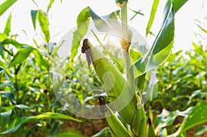 Corn agriculture. Green nature. Rural field on farm land in summer. Plant growth. Farming scene. Outdoor landscape and sunlight