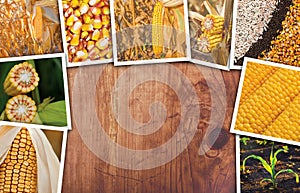 Corn in agriculture, photo collage