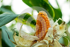 Corn also called Indian corn or maize is an economically important plant photo