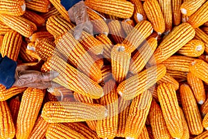 Corn for animal feed, Corn harvest farmer, Organic Farming, Food and Vegetable Production