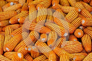 Corn for animal feed, Corn texture. Yellow corns as background