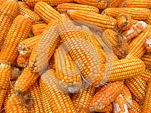 Corn for animal feed production. dried before grinding