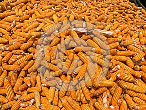 Corn for animal feed production. dried before grinding