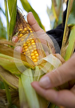 Corn as biomass photo