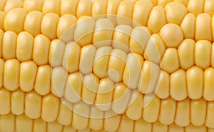 Corn photo