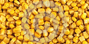 Corn background and texture. Yellow seeds. Panorama.