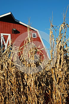 Corn and Barn