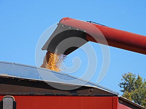 Corn being unloaded from a combine into a grain wagon