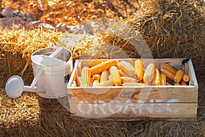 Corn boxes on dry straw and watering can