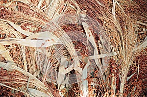 Corn broom dried flower