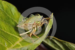 Corn bug (Eurygaster integriceps) with water drops on a green leaf