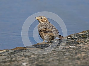 Corn Bunting