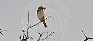 a corn bunting catches a grasshopper, Emberiza calandra photo