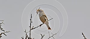 a corn bunting catches a grasshopper siting on a branch photo
