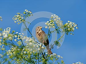 Corn bunting Emberiza calandra