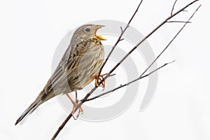 Strnad kukuřičný - Emberiza calandra