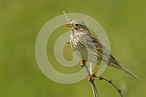 Strnad kukuřičný - Emberiza calandra