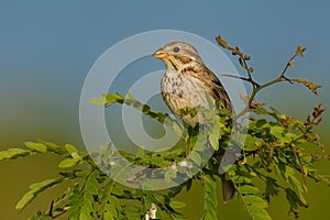 Corn Bunting - Emberiza calandra