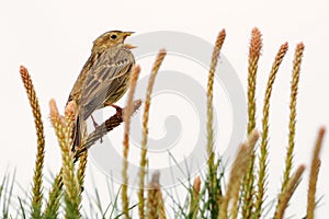 Strnad kukuřičný - Emberiza calandra