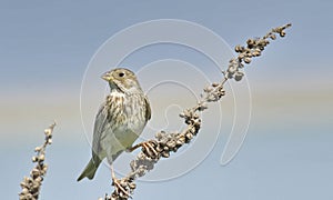 Corn bunting Miliaria calandra