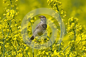 Corn bunting Miliaria calandra