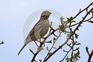 Corn Bunting (Emberiza calandra)