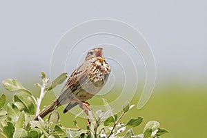 Corn bunting/Emberiza calandra/ singing.