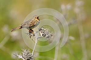 Strnad kukuřičný - Emberiza calandra