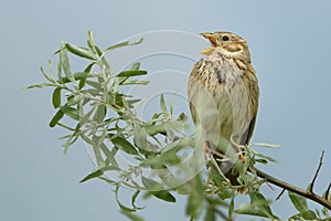 Strnad kukuřičný - Emberiza calandra