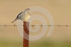 Strnad kukuřičný - Emberiza calandra