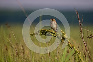 Corn bunting singing in the morning light