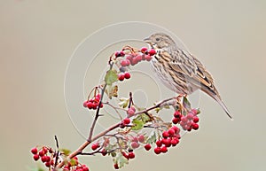 A corn bunting Emberiza calandra sits on a hawthorn bush