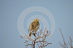 Corn Bunting (Emberiza calandra)