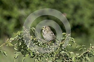 Corn Bunting / Emberiza ( Miliaria) calandra