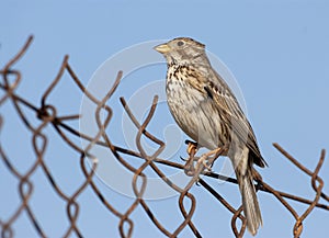 Corn Bunting, Miliaria calandra