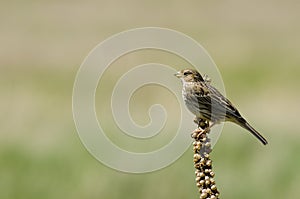 Corn bunting ( Miliaria calandra)