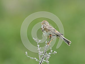 Corn Bunting miliaria calandra