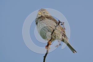 Corn Bunting miliaria calandra