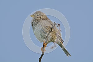 Corn Bunting miliaria calandra