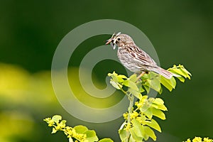 Corn bunting (Miliaria calandra) eating on a branch